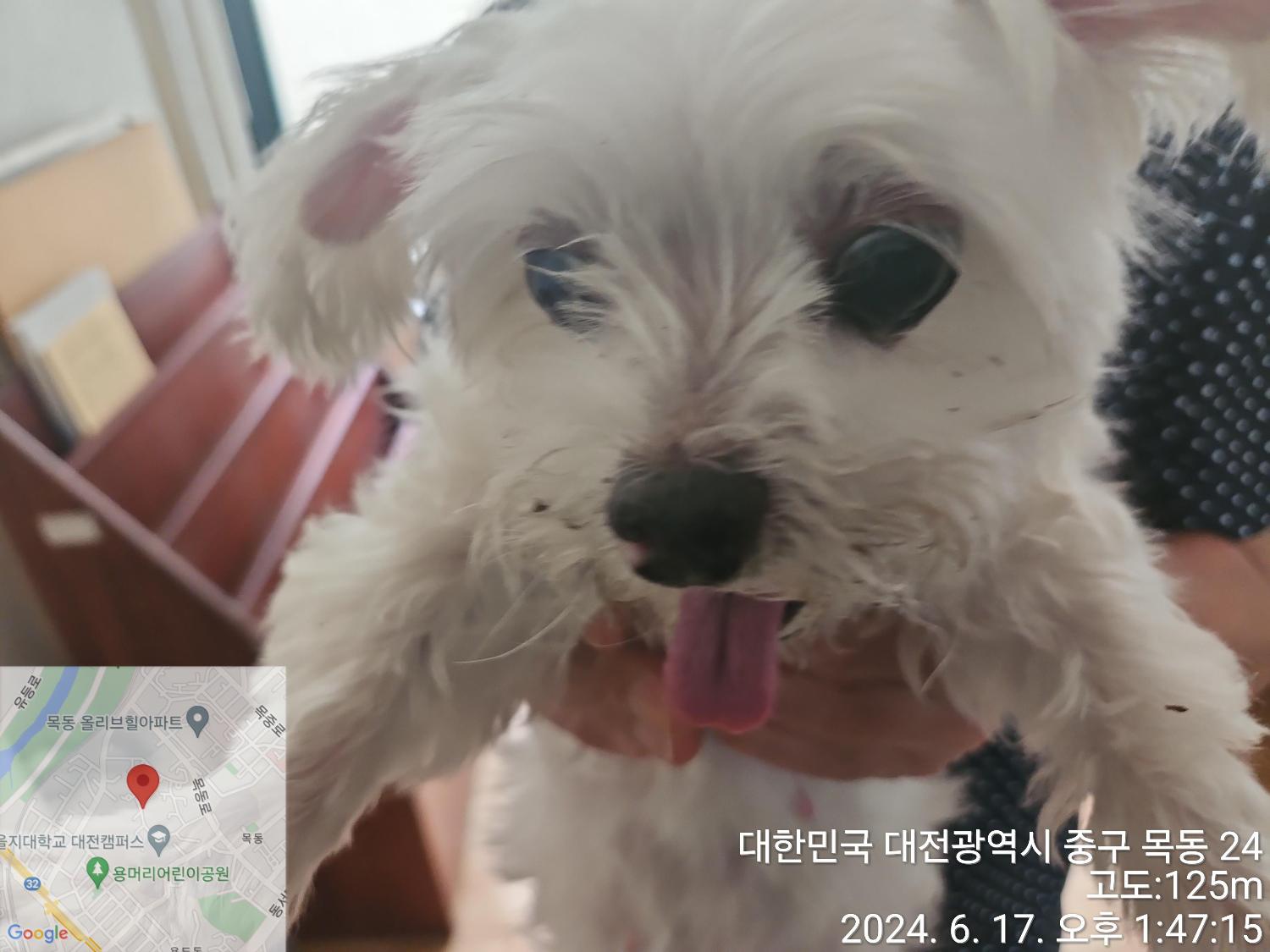 대전동물보호센터_430365202400243